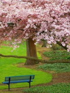 Cherry Tree, Evergreen Park, Bremerton, Washington.jpg